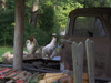 Two Roosters and Old Truck